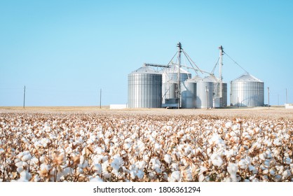 Cotton silos in a field of cotton near Frost, Texas