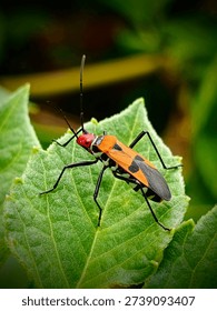 Cotton Stainer Bug (Dysdercus Cingulatus) 