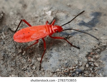 ​Red Cotton Stainer bug (Dysdercus cingulatus) crawling on a rock in nature.