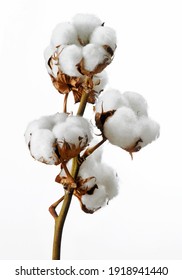 cotton stalks against a white background