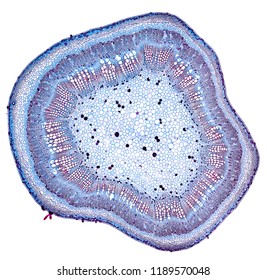 Cotton Stem - Cross Section Cut Under The Microscope – Microscopic View Of Plant Cells For Botanic Education