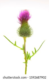 Cotton Thistle Onopordum Acanthium Medicinal Plant Stock Photo ...