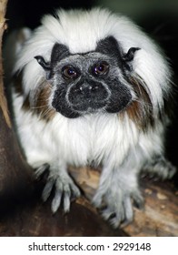 Cotton Top Tamarin.