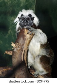 Cotton Top Tamarin