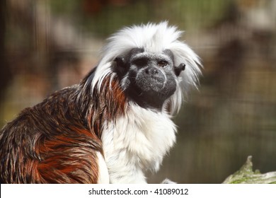 Cotton Top Tamarin