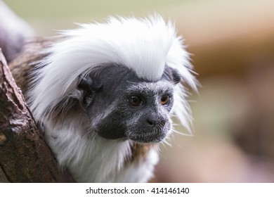 Cotton Top Tamarin