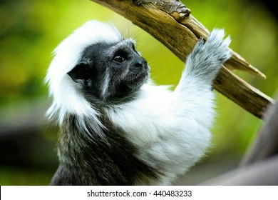 Cotton Top Tamarin