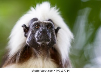 Cotton Top Tamarin