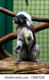 Cotton Top Tamarin Eating