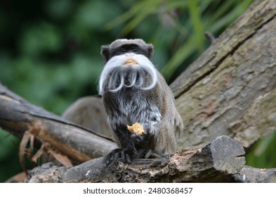 A cotton top tamarin monkey sits in a tree while eating a walnut  - Powered by Shutterstock