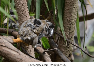 Cotton top tamarin monkeys play together in the tree tops of their zoo enclosure - Powered by Shutterstock