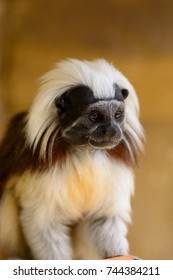 Cotton Top Tamarin Portrait