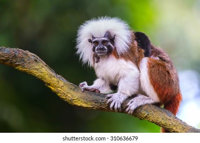 Cotton Top Tamarin In A Tree In The Forest.