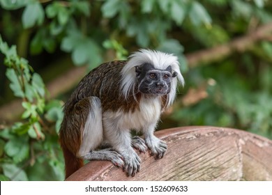 Cotton Topped Tamarin (Saguinus Oedipus)