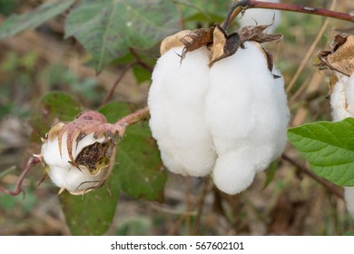 Cotton Tree