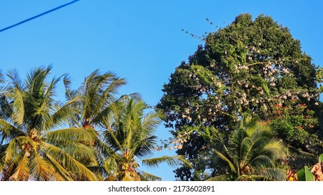 A Cotton Tree That Grows Taller Than A Coconut Tree