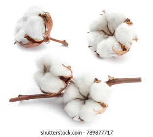 Cotton white delicate dry flower bud set collection isolated on white background