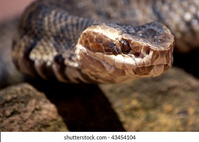  Cottonmouth