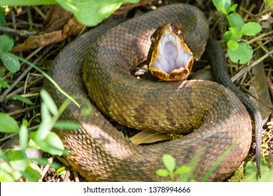 Cottonmouth Snake Of East Texas