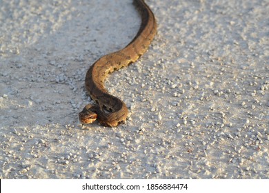 Cottonmouth Snake In Road, Texas