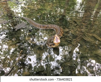 Cottonmouth Water Moccasin Biting