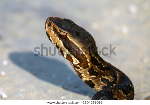 Cottonmouth Water Moccasin Shows Off Distinct Stock Photo (Edit Now ...