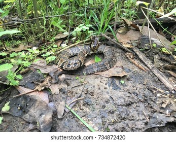 Cottonmouth Water Moccasin In Texas