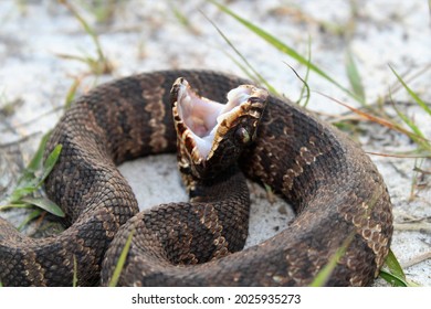 Cottonmouthwater Moccasin Closeup Open Mouth Stock Photo (Edit Now ...