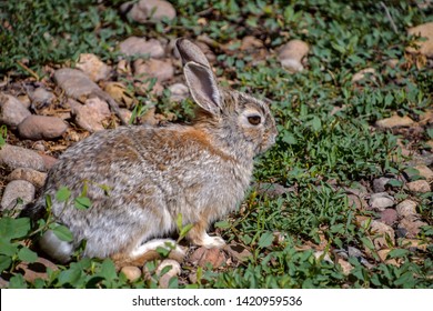 Lagomorphes Images, Stock Photos & Vectors | Shutterstock