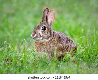 Cottontail bunny rabbit eating grass in the garden
