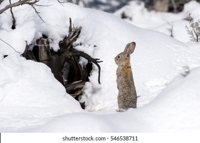 Cottontail Bunny Rabbit in Winter Snow - Wildlife Outdoors