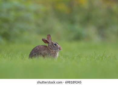 Cottontail Rabbit