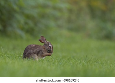 Cottontail Rabbit