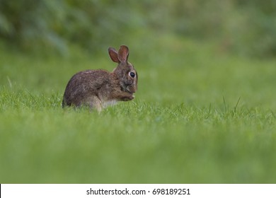 Cottontail Rabbit