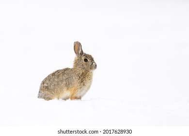 A cottontail rabbit amidst a Wyoming spring storm