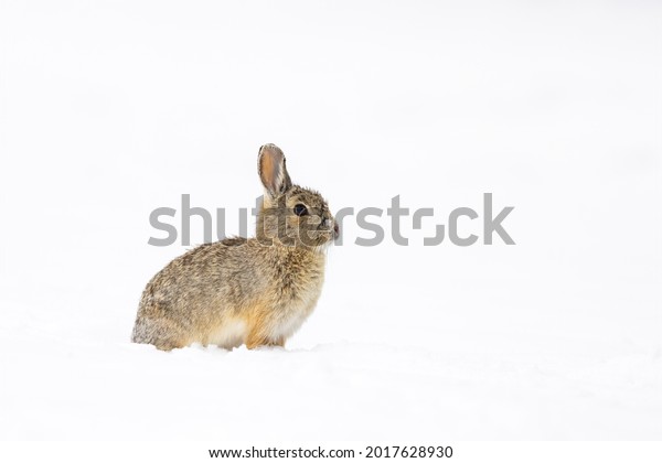 A\
cottontail rabbit amidst a Wyoming spring\
storm