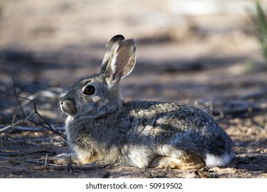 Cottontail Rabbit Baby Awaits Its Mother In The Desert Shade