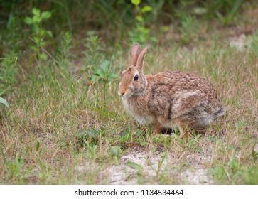 Cottontail Rabbit in Garden