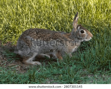 A Cottontail Rabbit in the Grass