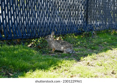 Cottontail rabbit gray in green grass next to fence hides 