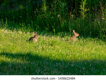 Cottontail rabbit (Lepus sylvaticus) on meadow,nature scene from Wisconsin