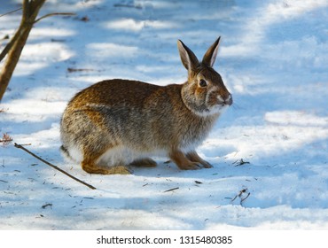 Cottontail Rabbit On Snow