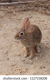 Cottontail Rabbit Portrait