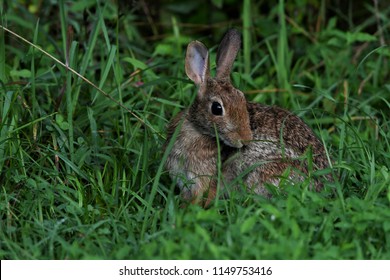 Cottontail Rabbit Portrait