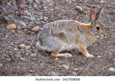 Cottontail Rabbit Cottontail Rabbits Among 20 Stock Photo 1417058009