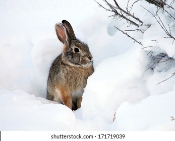 Cottontail Rabbit in Snow 