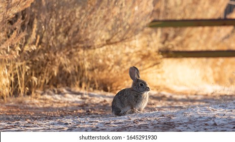 A cottontail rabbit soaks up some warmth from the early morning sun on a frosty winter morning with a dusting of snow on the ground and brown grass and bushes in the background.