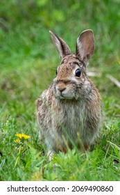 Cottontail Rabbit (Sylvilagus Floridanus) Posing For A Portrait In The Spring Sun.