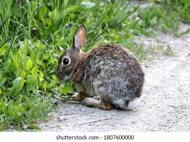 Cottontail Rabbit in Toronto's Don Valley