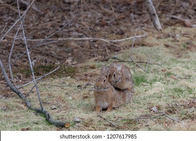 Cottontail Rabbits Mating